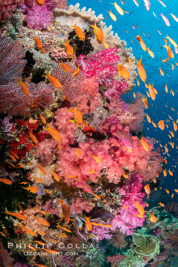 Brilliantlly colorful coral reef, with swarms of anthias fishes and soft corals, Fiji., Dendronephthya, Pseudanthias, natural history stock photograph, photo id 34976