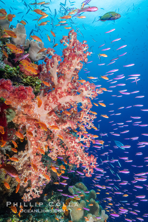 Brilliantlly colorful coral reef, with swarms of anthias fishes and soft corals, Fiji., Dendronephthya, Pseudanthias, natural history stock photograph, photo id 35020