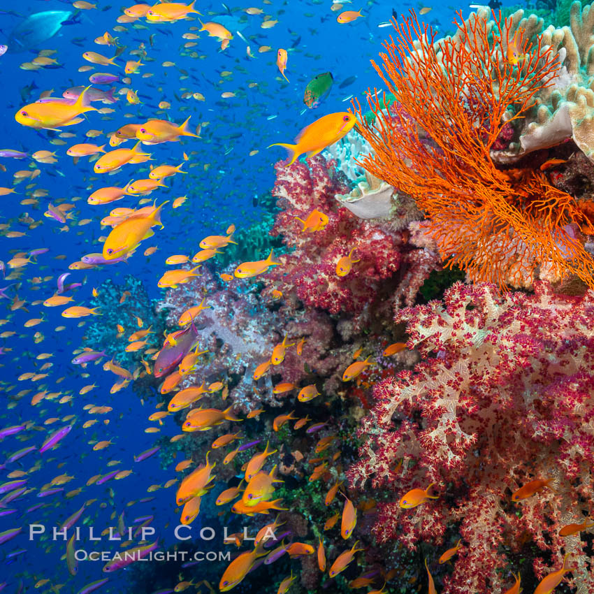 Brilliantlly colorful coral reef, with swarms of anthias fishes and soft corals, Fiji. Bligh Waters, Dendronephthya, Pseudanthias, natural history stock photograph, photo id 34723