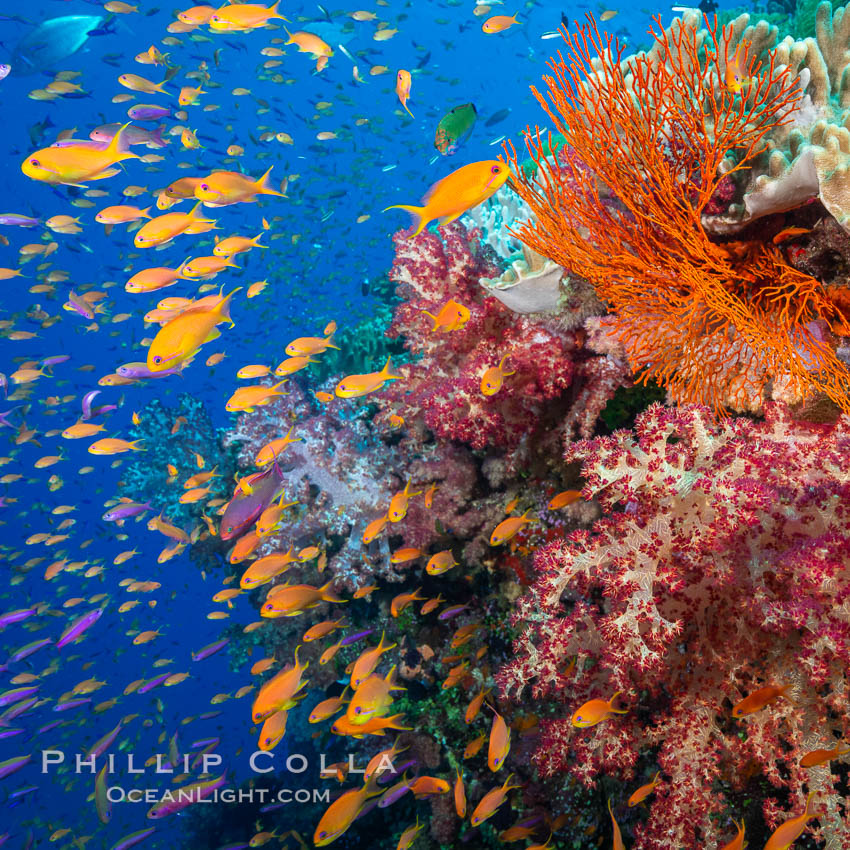 Brilliantlly colorful coral reef, with swarms of anthias fishes and soft corals, Fiji, Dendronephthya, Pseudanthias, Bligh Waters