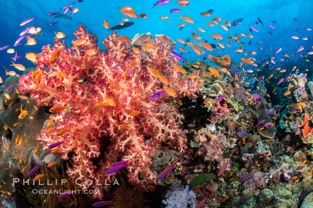 Brilliantlly colorful coral reef, with swarms of anthias fishes and soft corals, Fiji, Dendronephthya, Pseudanthias, Bligh Waters