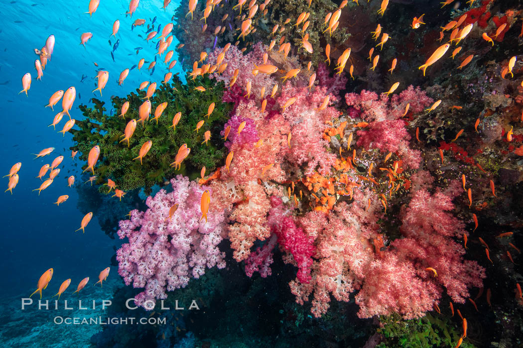 Brilliantlly colorful coral reef, with swarms of anthias fishes and soft corals, Fiji., Dendronephthya, Pseudanthias, natural history stock photograph, photo id 34923
