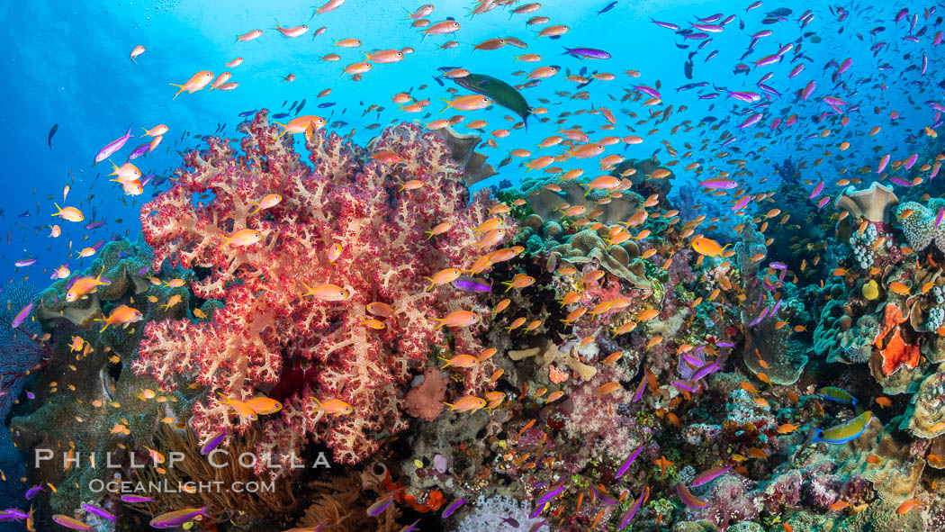Brilliantlly colorful coral reef, with swarms of anthias fishes and soft corals, Fiji. Bligh Waters, Dendronephthya, Pseudanthias, natural history stock photograph, photo id 34931