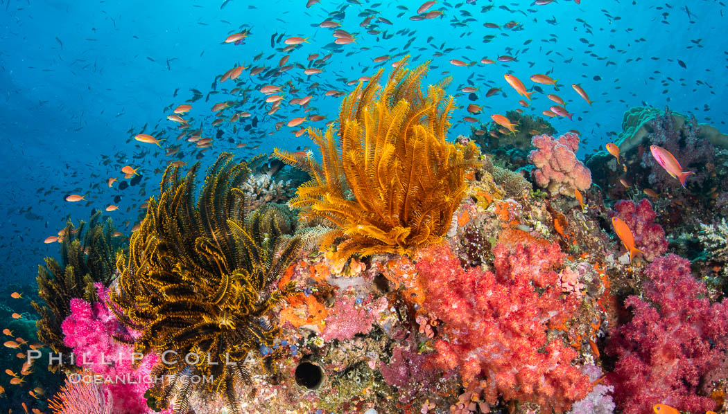 Brilliantlly colorful coral reef, with swarms of anthias fishes and soft corals, Fiji, Pseudanthias