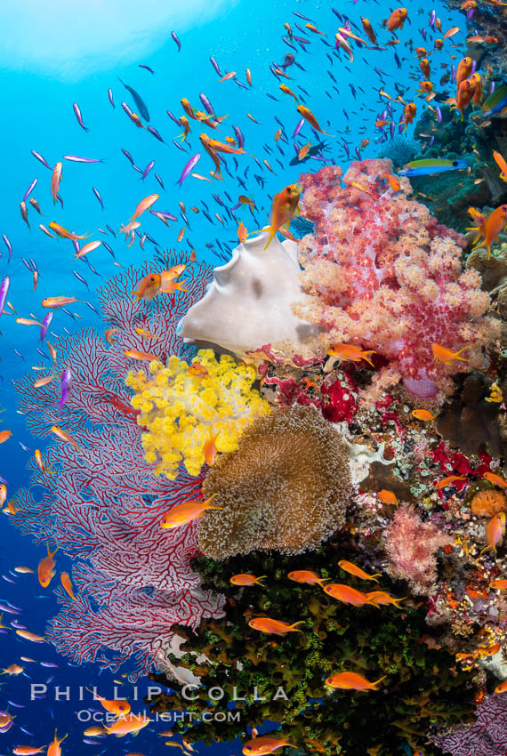 Brilliantlly colorful coral reef, with swarms of anthias fishes and soft corals, Fiji. Bligh Waters, Dendronephthya, Pseudanthias, natural history stock photograph, photo id 34837