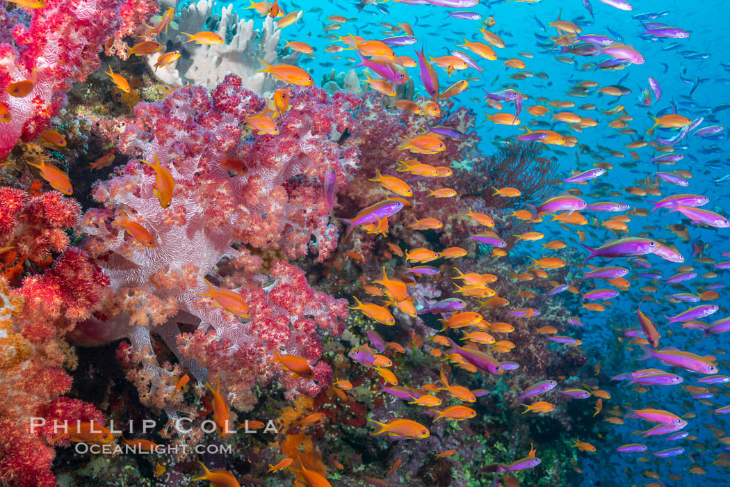 Brilliantlly colorful coral reef, with swarms of anthias fishes and soft corals, Fiji. Bligh Waters, Dendronephthya, Pseudanthias, natural history stock photograph, photo id 34917