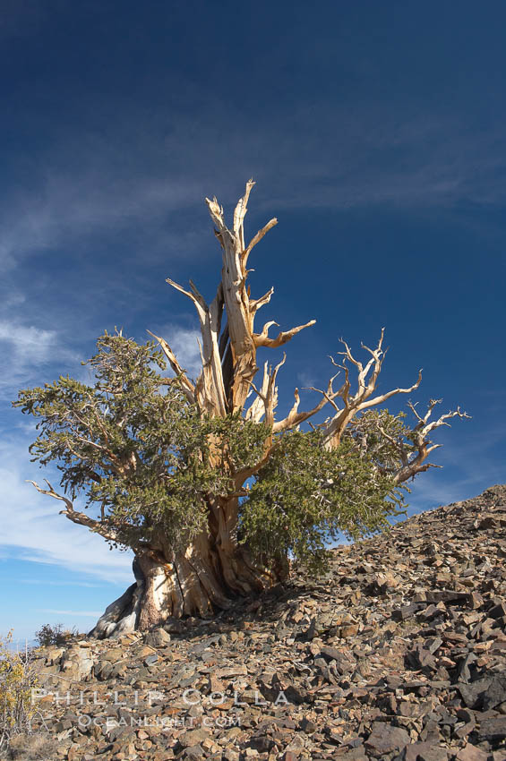 Bristlecone pine tree. Near Schulman Grove, Ancient Bristlecone Pine Forest. White Mountains, Inyo National Forest, California, USA, Pinus longaeva, natural history stock photograph, photo id 17494