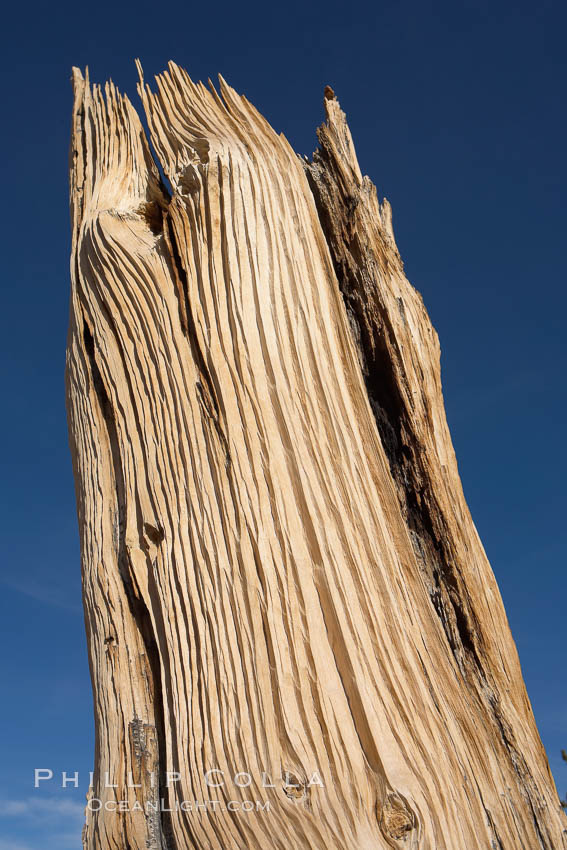 Intense sun, extremely arid conditions, high winds and winter exposure wear away at the exposed bark of a bristlecone pine, leaving striations along its exterior.  A small amount of living bark is all that is necessary to sustain a mature bristlecone pine tree into extreme old age.  Patriarch Grove, Ancient Bristlecone Pine Forest. White Mountains, Inyo National Forest, California, USA, Pinus longaeva, natural history stock photograph, photo id 17488