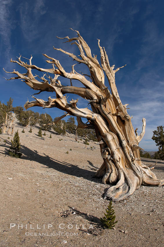 Bristlecone pine displays its characteristic gnarled, twisted form as it rises above the arid, dolomite-rich slopes of the White Mountains at 11000-foot elevation. Patriarch Grove, Ancient Bristlecone Pine Forest. White Mountains, Inyo National Forest, California, USA, Pinus longaeva, natural history stock photograph, photo id 17485