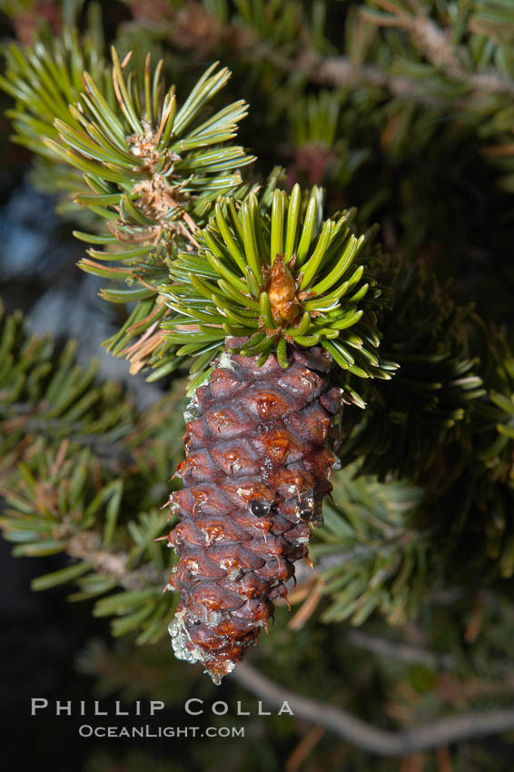 Bristlecone pine tree cone. Patriarch Grove, Ancient Bristlecone Pine Forest. White Mountains, Inyo National Forest, California, USA, Pinus longaeva, natural history stock photograph, photo id 17492