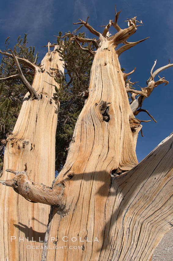 Intense sun, extremely arid conditions, high winds and winter exposure wear away at the exposed bark of a bristlecone pine, leaving striations along its exterior.  A small amount of living bark is all that is necessary to sustain a mature bristlecone pine tree into extreme old age.  Patriarch Grove, Ancient Bristlecone Pine Forest. White Mountains, Inyo National Forest, California, USA, Pinus longaeva, natural history stock photograph, photo id 17483
