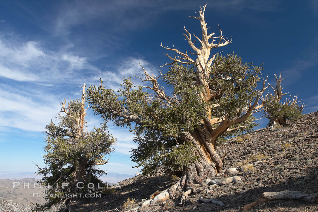 Bristlecone pine trees. Near Schulman Grove, Ancient Bristlecone Pine Forest. White Mountains, Inyo National Forest, California, USA, Pinus longaeva, natural history stock photograph, photo id 17495