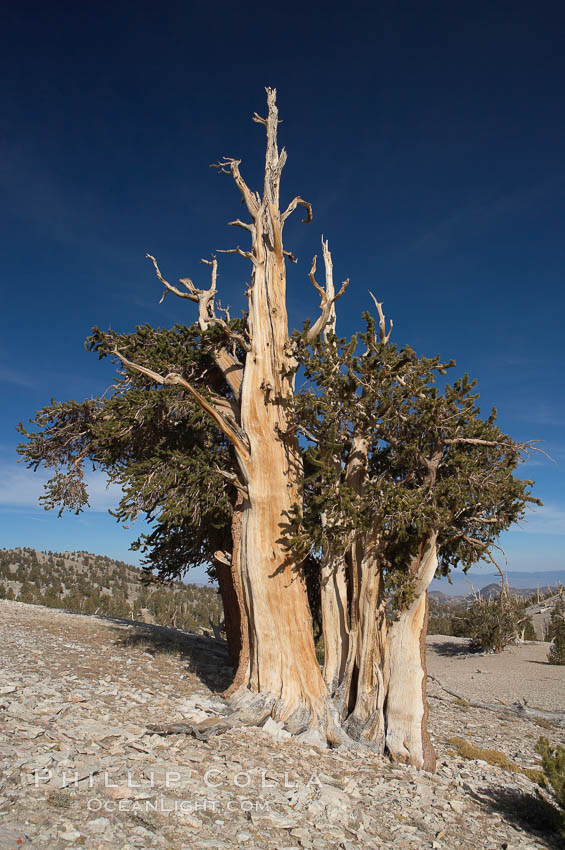 Bristlecone pine rising above the arid, dolomite-rich slopes of the White Mountains at 11000-foot elevation. Patriarch Grove, Ancient Bristlecone Pine Forest. White Mountains, Inyo National Forest, California, USA, Pinus longaeva, natural history stock photograph, photo id 17477