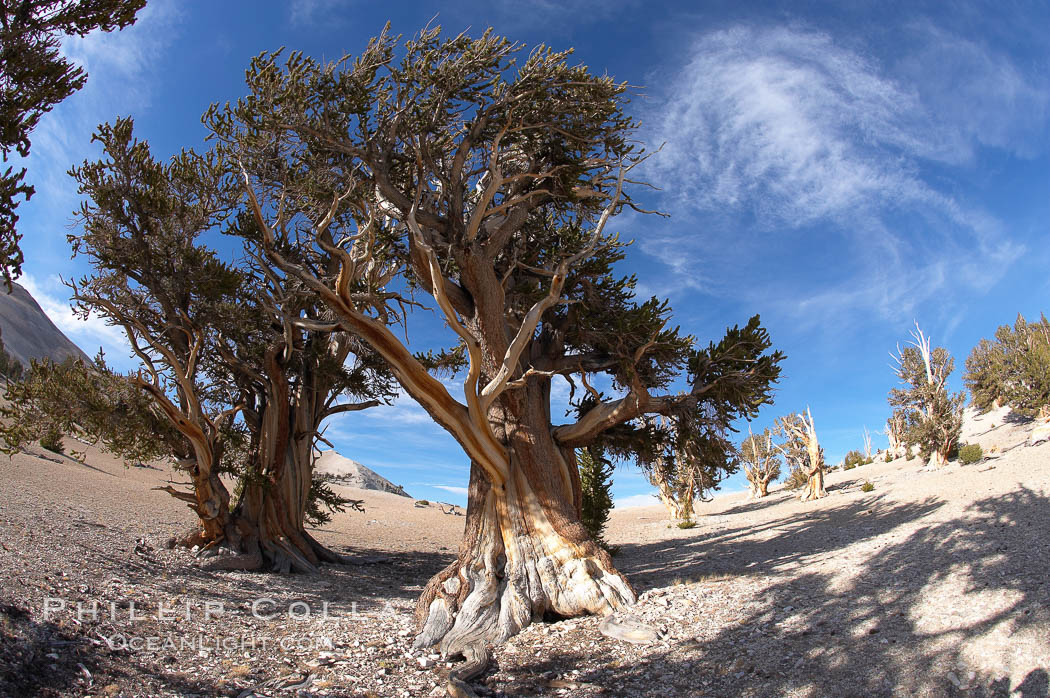 Bristlecone pines rising above the arid, dolomite-rich slopes of the White Mountains at 11000-foot elevation. Patriarch Grove, Ancient Bristlecone Pine Forest. White Mountains, Inyo National Forest, California, USA, Pinus longaeva, natural history stock photograph, photo id 17489