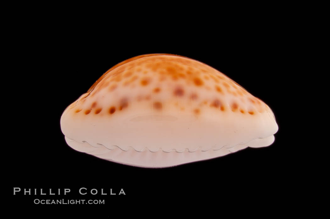 Bristled Cowrie., Cypraea acicularis, natural history stock photograph, photo id 08783