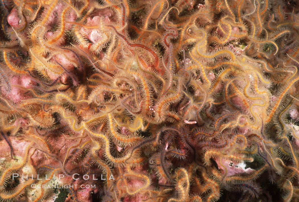 Brittle stars covering rocky reef. Santa Barbara Island, California, USA, Ophiothrix spiculata, natural history stock photograph, photo id 04722