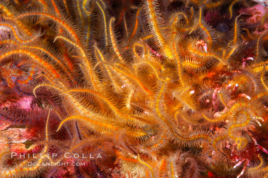 Brittle sea stars (starfish) spread across the rocky reef in dense numbers. Santa Barbara Island, California, USA, Ophiothrix spiculata, natural history stock photograph, photo id 10158