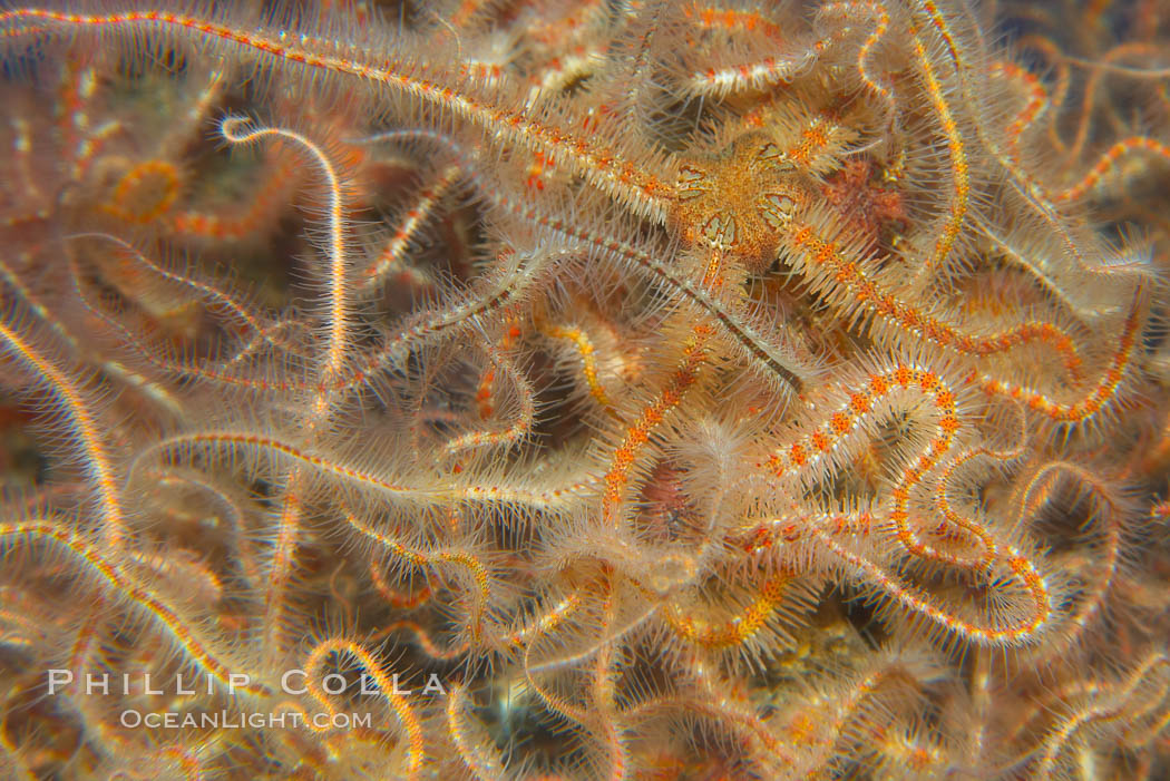 Spiny brittle stars (starfish)., Ophiothrix spiculata, natural history stock photograph, photo id 13994