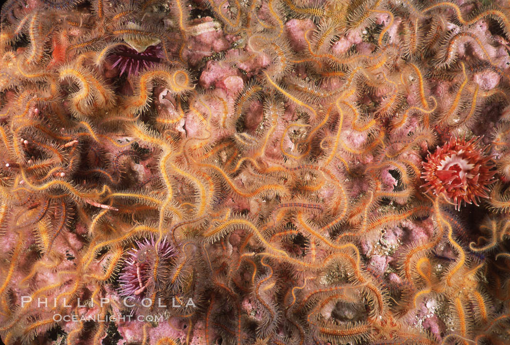 Brittle stars covering rocky reef. Santa Barbara Island, California, USA, Ophiothrix spiculata, natural history stock photograph, photo id 04720