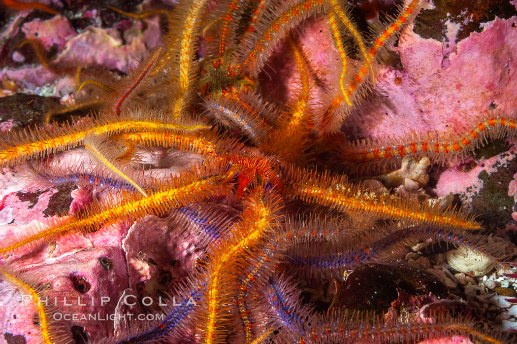 Brittle sea stars (starfish) spread across the rocky reef in dense numbers. Santa Barbara Island, California, USA, Ophiothrix spiculata, natural history stock photograph, photo id 10156