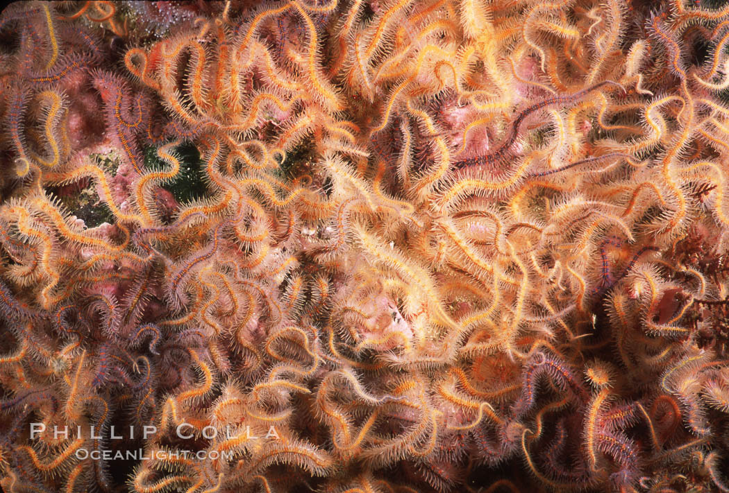 Brittle stars covering rocky reef. Santa Barbara Island, California, USA, Ophiothrix spiculata, natural history stock photograph, photo id 04723