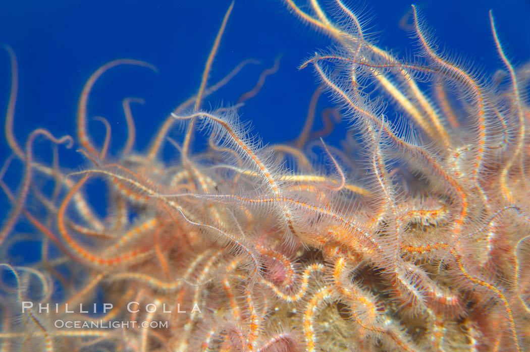 Spiny brittle stars (starfish)., Ophiothrix spiculata, natural history stock photograph, photo id 13995