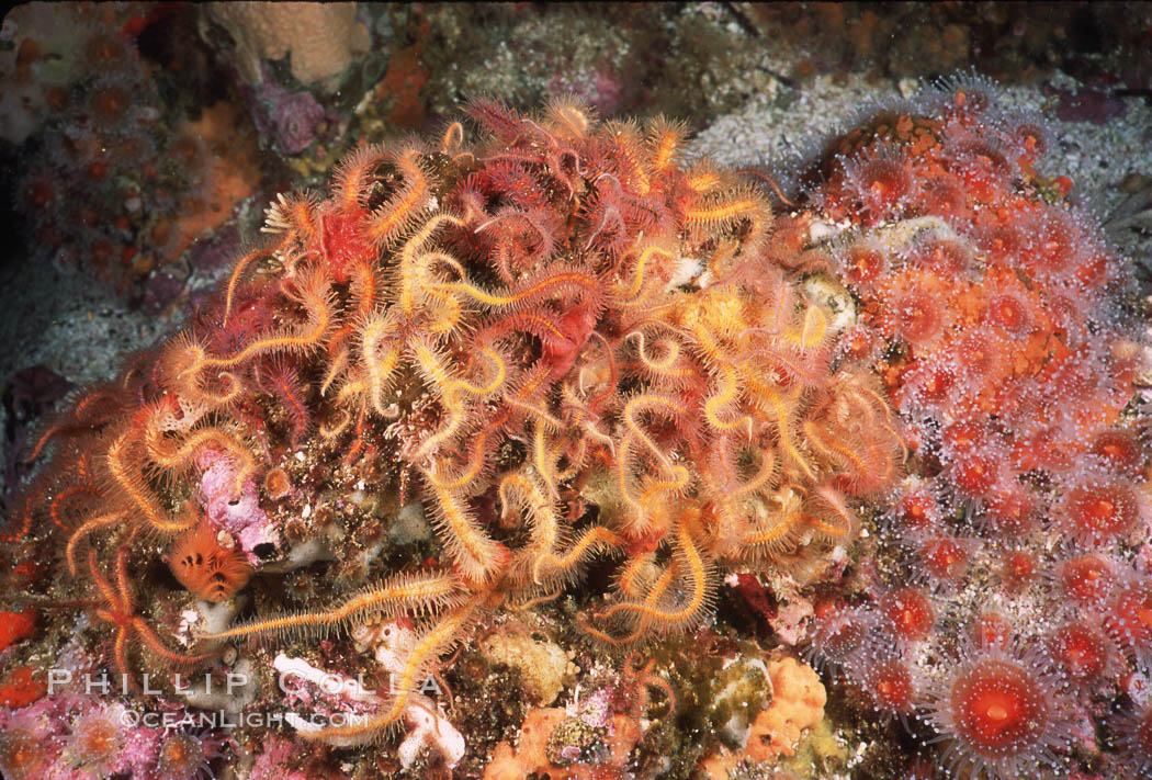 Brittle stars covering sponge and rocky reef. Santa Barbara Island, California, USA, Ophiothrix spiculata, natural history stock photograph, photo id 04717