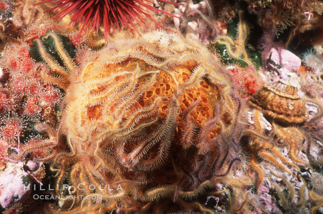 Brittle stars covering sponge and rocky reef. Santa Barbara Island, California, USA, Ophiothrix spiculata, natural history stock photograph, photo id 04716
