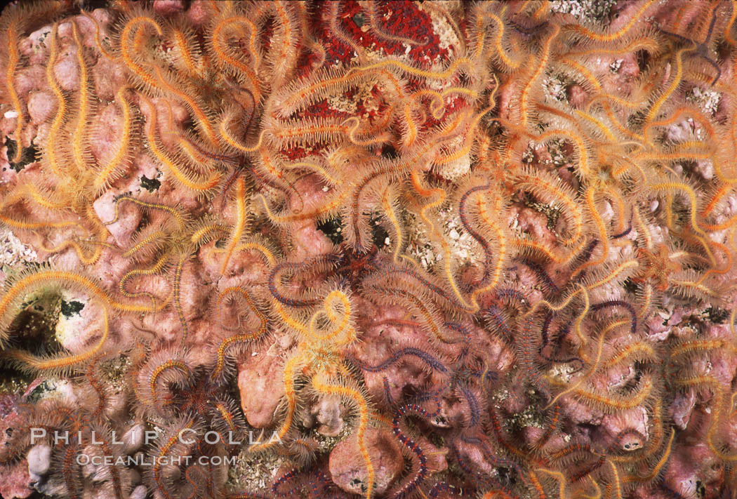 Brittle stars covering rocky reef. Santa Barbara Island, California, USA, Ophiothrix spiculata, natural history stock photograph, photo id 04719