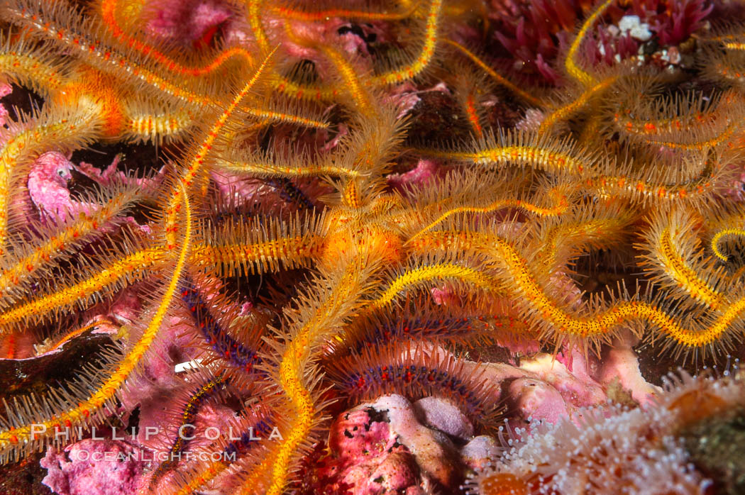 Brittle sea stars (starfish) spread across the rocky reef in dense numbers. Santa Barbara Island, California, USA, Ophiothrix spiculata, natural history stock photograph, photo id 10155