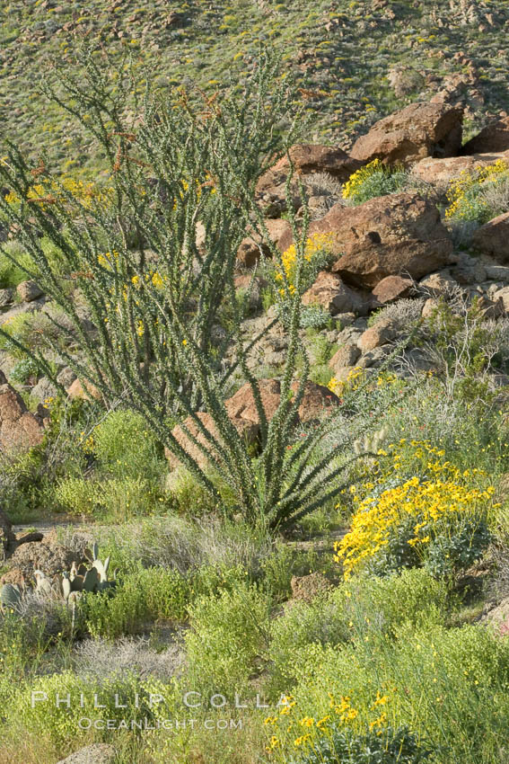 Brittlebush, ocotillo and various cacti and wildflowers color the sides of Glorietta Canyon.  Heavy winter rains led to a historic springtime bloom in 2005, carpeting the entire desert in vegetation and color for months. Anza-Borrego Desert State Park, Borrego Springs, California, USA, Encelia farinosa, Fouquieria splendens, natural history stock photograph, photo id 10922