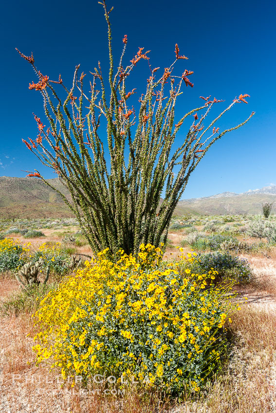 Brittlebush, ocotillo and various cacti and wildflowers color the sides of Glorietta Canyon.  Heavy winter rains led to a historic springtime bloom in 2005, carpeting the entire desert in vegetation and color for months. Anza-Borrego Desert State Park, Borrego Springs, California, USA, Encelia farinosa, Fouquieria splendens, natural history stock photograph, photo id 10938