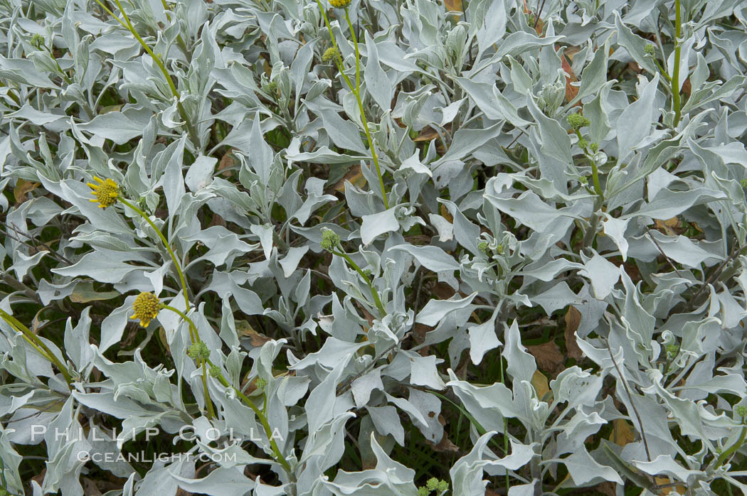 Brittlebush leaves, La Costa. California, USA, Encelia farinosa, natural history stock photograph, photo id 11322