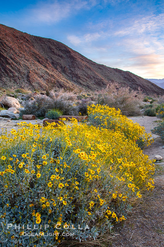 Brittlebush blooms in spring, Palm Canyon, Anza Borrego Desert State Park. Anza-Borrego Desert State Park, Borrego Springs, California, USA, Encelia farinosa, natural history stock photograph, photo id 24314