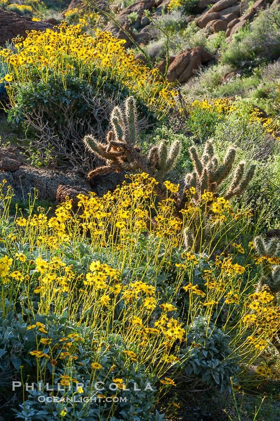 Brittlebush and various cacti and wildflowers color the sides of Glorietta Canyon.  Heavy winter rains led to a historic springtime bloom in 2005, carpeting the entire desert in vegetation and color for months. Anza-Borrego Desert State Park, Borrego Springs, California, USA, Encelia farinosa, natural history stock photograph, photo id 10923