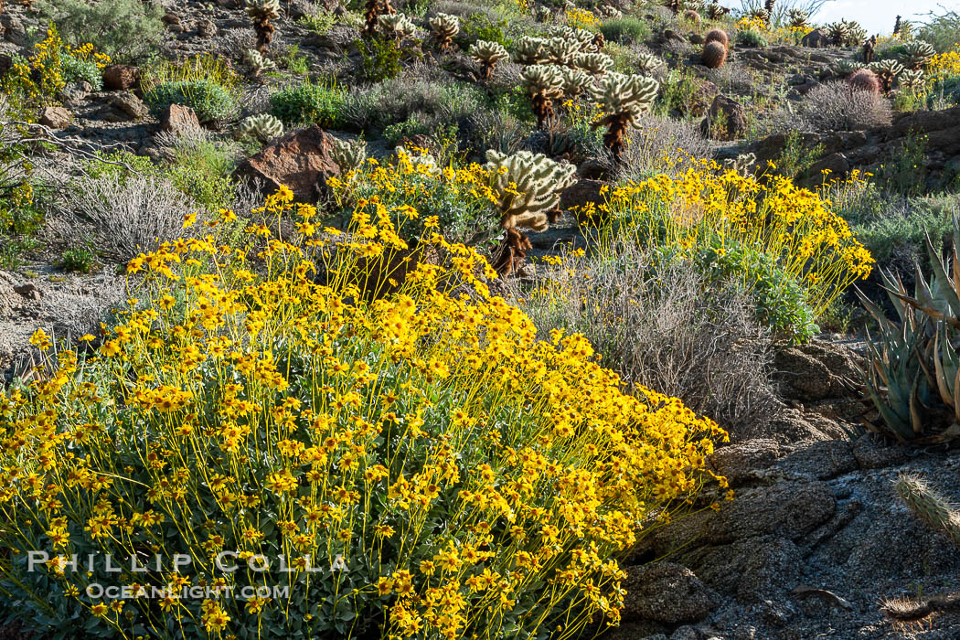 Brittlebush and various cacti and wildflowers color the sides of Glorietta Canyon.  Heavy winter rains led to a historic springtime bloom in 2005, carpeting the entire desert in vegetation and color for months. Anza-Borrego Desert State Park, Borrego Springs, California, USA, Encelia farinosa, natural history stock photograph, photo id 10927