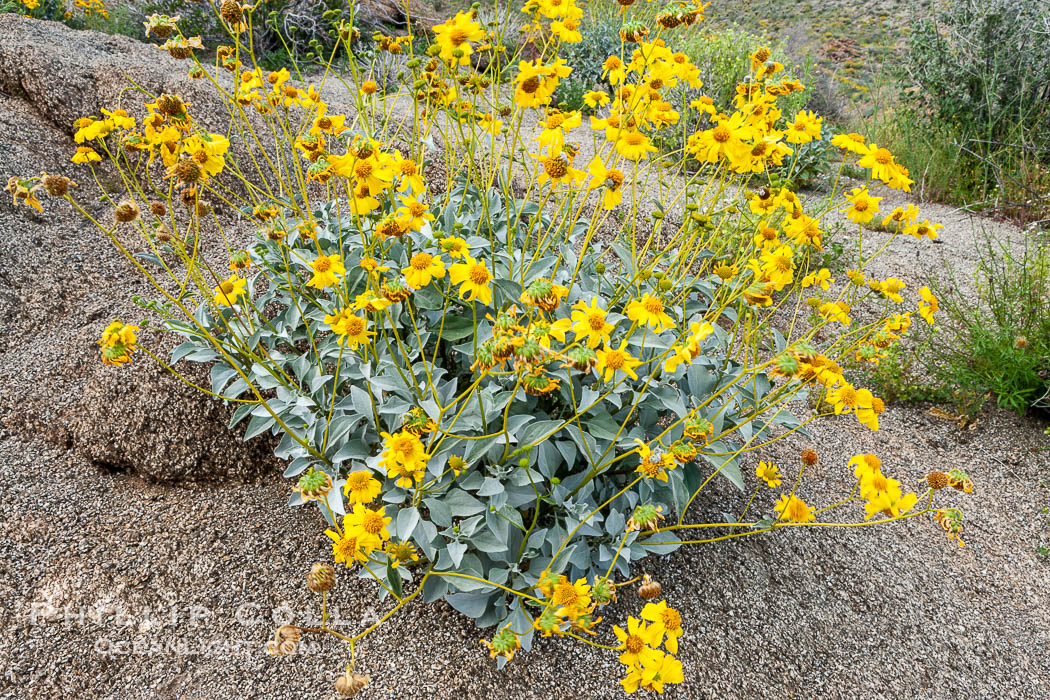 Brittlebush and various cacti and wildflowers color the sides of Glorietta Canyon.  Heavy winter rains led to a historic springtime bloom in 2005, carpeting the entire desert in vegetation and color for months. Anza-Borrego Desert State Park, Borrego Springs, California, USA, Encelia farinosa, natural history stock photograph, photo id 10955