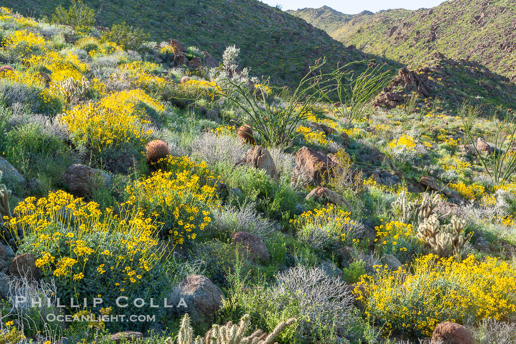 Brittlebush and various cacti and wildflowers color the sides of Glorietta Canyon.  Heavy winter rains led to a historic springtime bloom in 2005, carpeting the entire desert in vegetation and color for months. Anza-Borrego Desert State Park, Borrego Springs, California, USA, Encelia farinosa, natural history stock photograph, photo id 10959