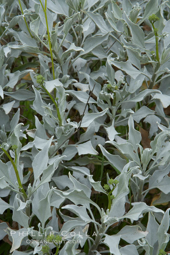 Brittlebush leaves, La Costa. California, USA, Encelia farinosa, natural history stock photograph, photo id 11323