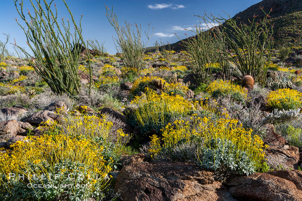 Brittlebush, ocotillo and various cacti and wildflowers color the sides of Glorietta Canyon.  Heavy winter rains led to a historic springtime bloom in 2005, carpeting the entire desert in vegetation and color for months. Anza-Borrego Desert State Park, Borrego Springs, California, USA, Encelia farinosa, Fouquieria splendens, natural history stock photograph, photo id 10917