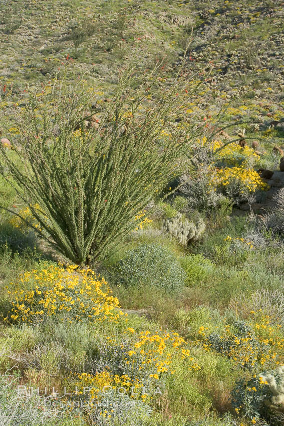Brittlebush, ocotillo and various cacti and wildflowers color the sides of Glorietta Canyon.  Heavy winter rains led to a historic springtime bloom in 2005, carpeting the entire desert in vegetation and color for months. Anza-Borrego Desert State Park, Borrego Springs, California, USA, Encelia farinosa, Fouquieria splendens, natural history stock photograph, photo id 10925