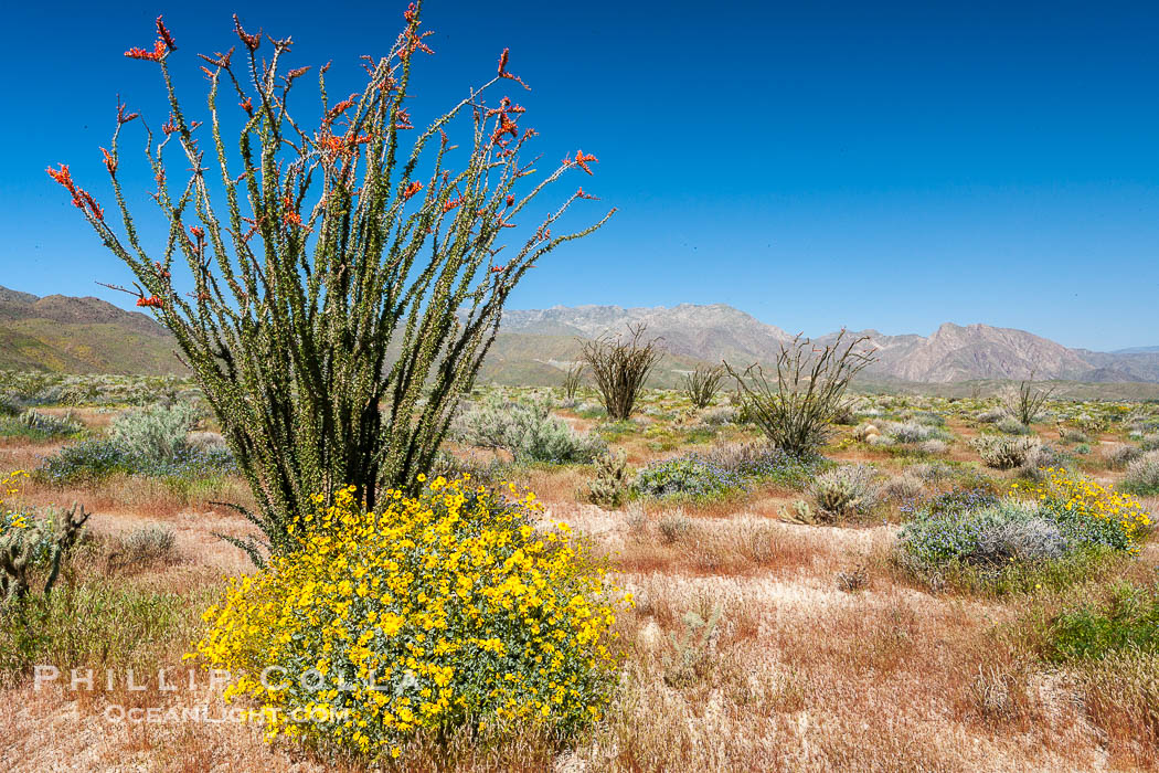 Brittlebush, ocotillo and various cacti and wildflowers color the sides of Glorietta Canyon.  Heavy winter rains led to a historic springtime bloom in 2005, carpeting the entire desert in vegetation and color for months. Anza-Borrego Desert State Park, Borrego Springs, California, USA, Encelia farinosa, Fouquieria splendens, natural history stock photograph, photo id 10937