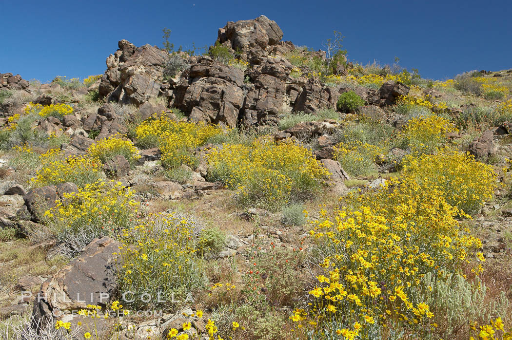 Brittlebush blooms in spring in Joshua Tree National Park. California, USA, Encelia farinosa, natural history stock photograph, photo id 11957