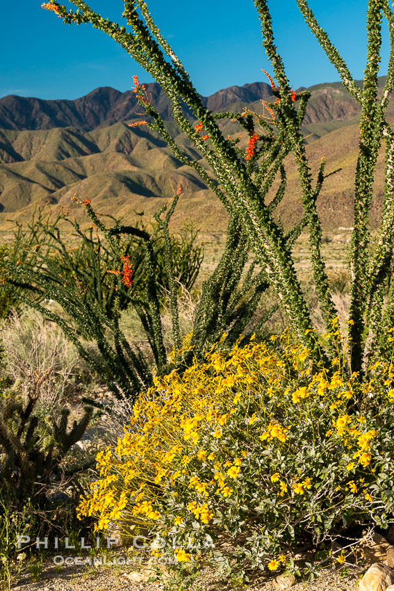 Brittlebush bloom in Anza Borrego Desert State Park, during the 2017 Superbloom. Anza-Borrego Desert State Park, Borrego Springs, California, USA, natural history stock photograph, photo id 33190