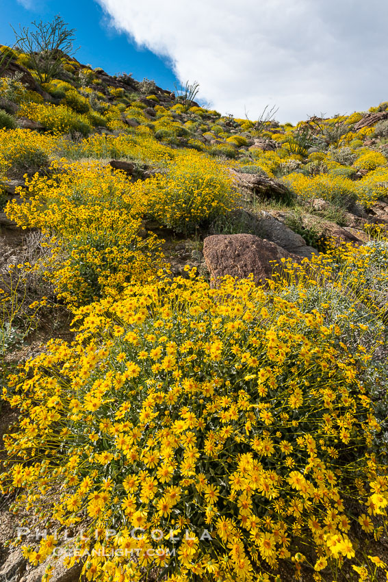 Image 33194, Brittlebush bloom in Anza Borrego Desert State Park, during the 2017 Superbloom. Anza-Borrego Desert State Park, Borrego Springs, California, USA, Phillip Colla, all rights reserved worldwide. Keywords: anza borrego, anza borrego desert state park, bloom, borrego springs, brittlebush, california, encelia farinosa, flower, nature, outside, plant, spring, superbloom.