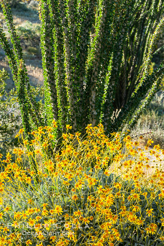 Brittlebush bloom in Anza Borrego Desert State Park, during the 2017 Superbloom. Anza-Borrego Desert State Park, Borrego Springs, California, USA, natural history stock photograph, photo id 33196