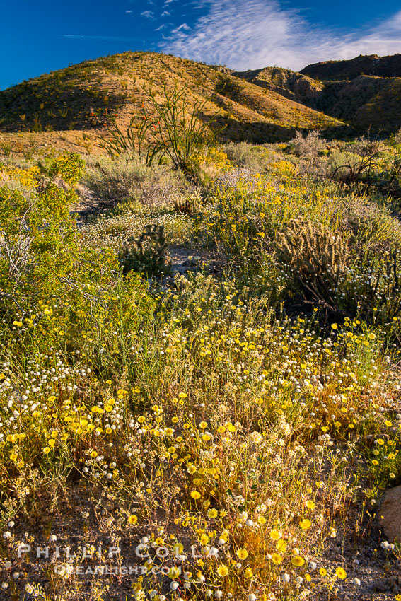 Brittlebush bloom in Anza Borrego Desert State Park, during the 2017 Superbloom. Anza-Borrego Desert State Park, Borrego Springs, California, USA, natural history stock photograph, photo id 33191
