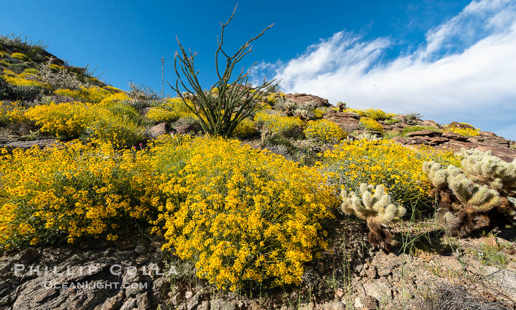 Brittlebush bloom in Anza Borrego Desert State Park, during the 2017 Superbloom. Anza-Borrego Desert State Park, Borrego Springs, California, USA, natural history stock photograph, photo id 33195