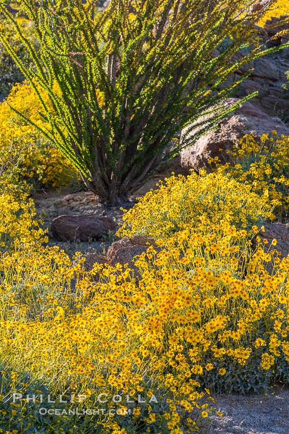 Brittlebush bloom in Anza Borrego Desert State Park, during the 2017 Superbloom. Anza-Borrego Desert State Park, Borrego Springs, California, USA, natural history stock photograph, photo id 33197