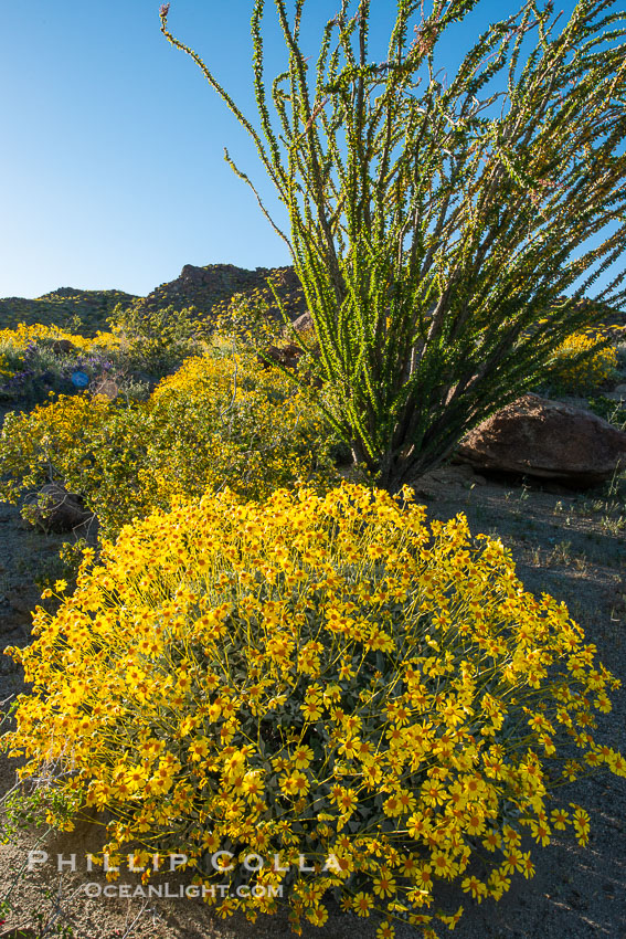 Brittlebush bloom in Anza Borrego Desert State Park, during the 2017 Superbloom. Anza-Borrego Desert State Park, Borrego Springs, California, USA, natural history stock photograph, photo id 33201